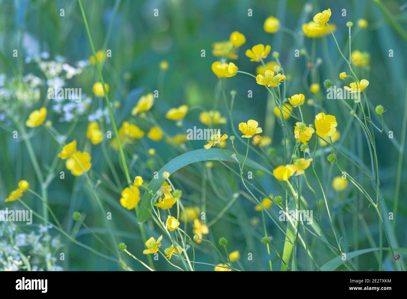 Butter daisy flower hires stock photography and images Alamy