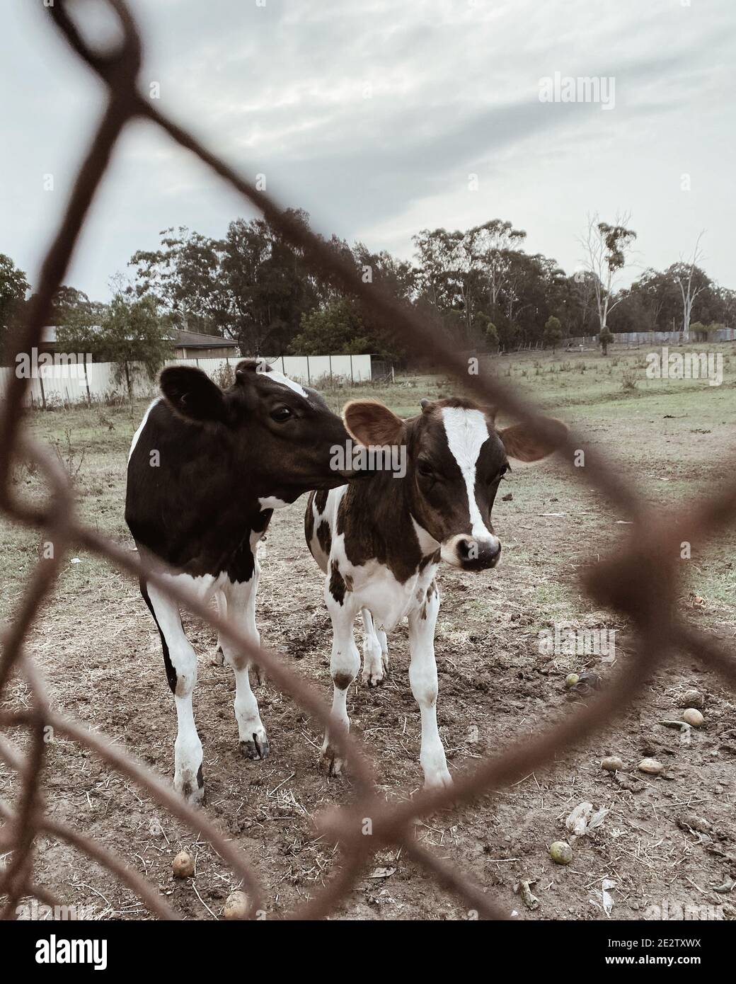Vertical shot of a cow in a farm, captured from behind the fence Stock ...