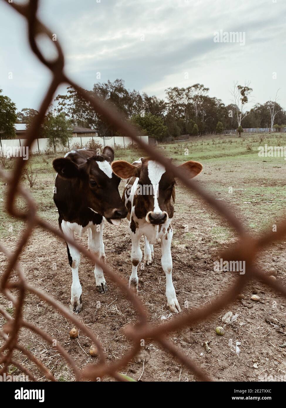 Vertical shot of a cow in a farm, captured from behind the fence Stock ...