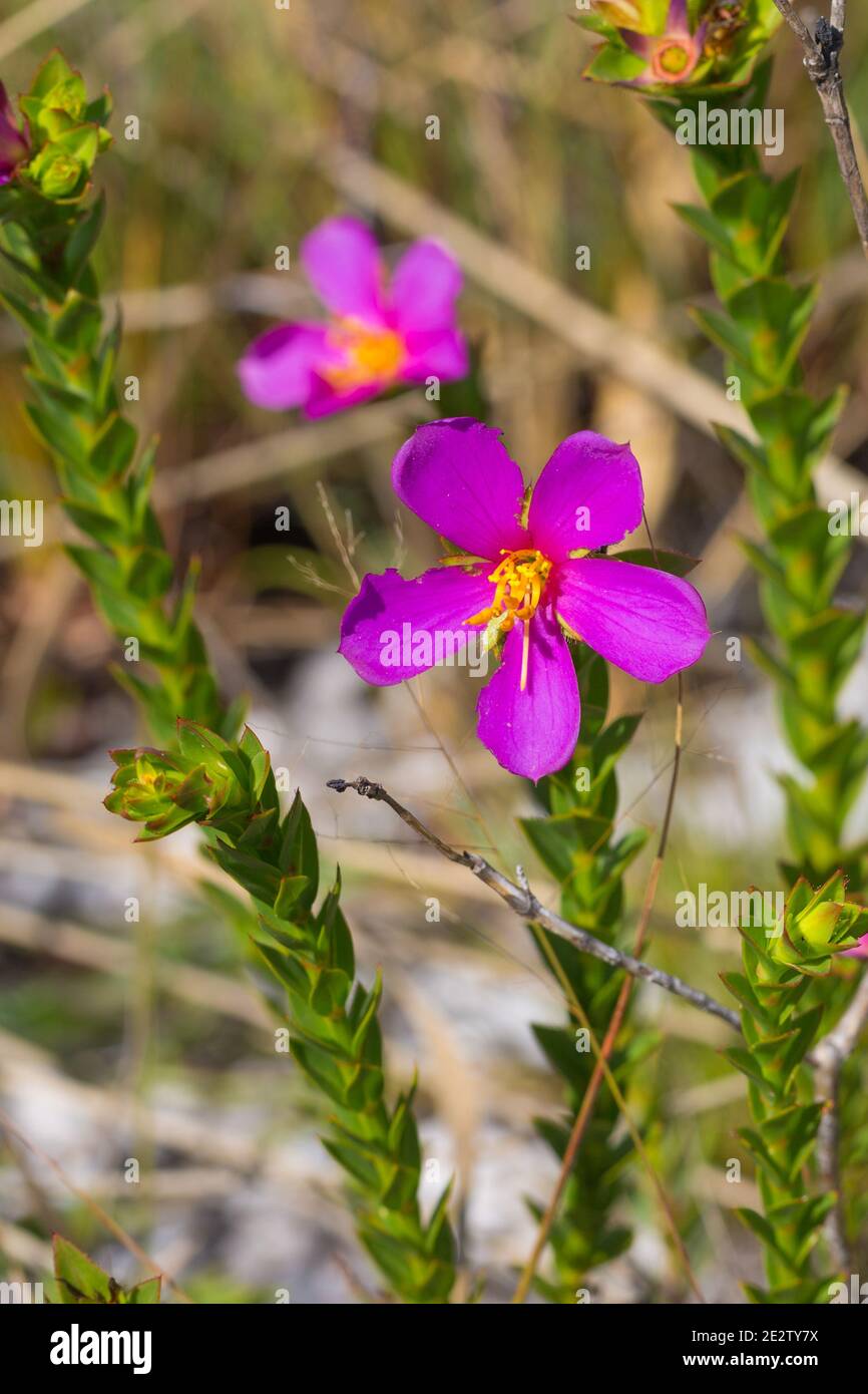 a flowering plant of Lavoisiera in habitat in the Serra do Cipó in Minas Gerais, Brazil, frontal view Stock Photo