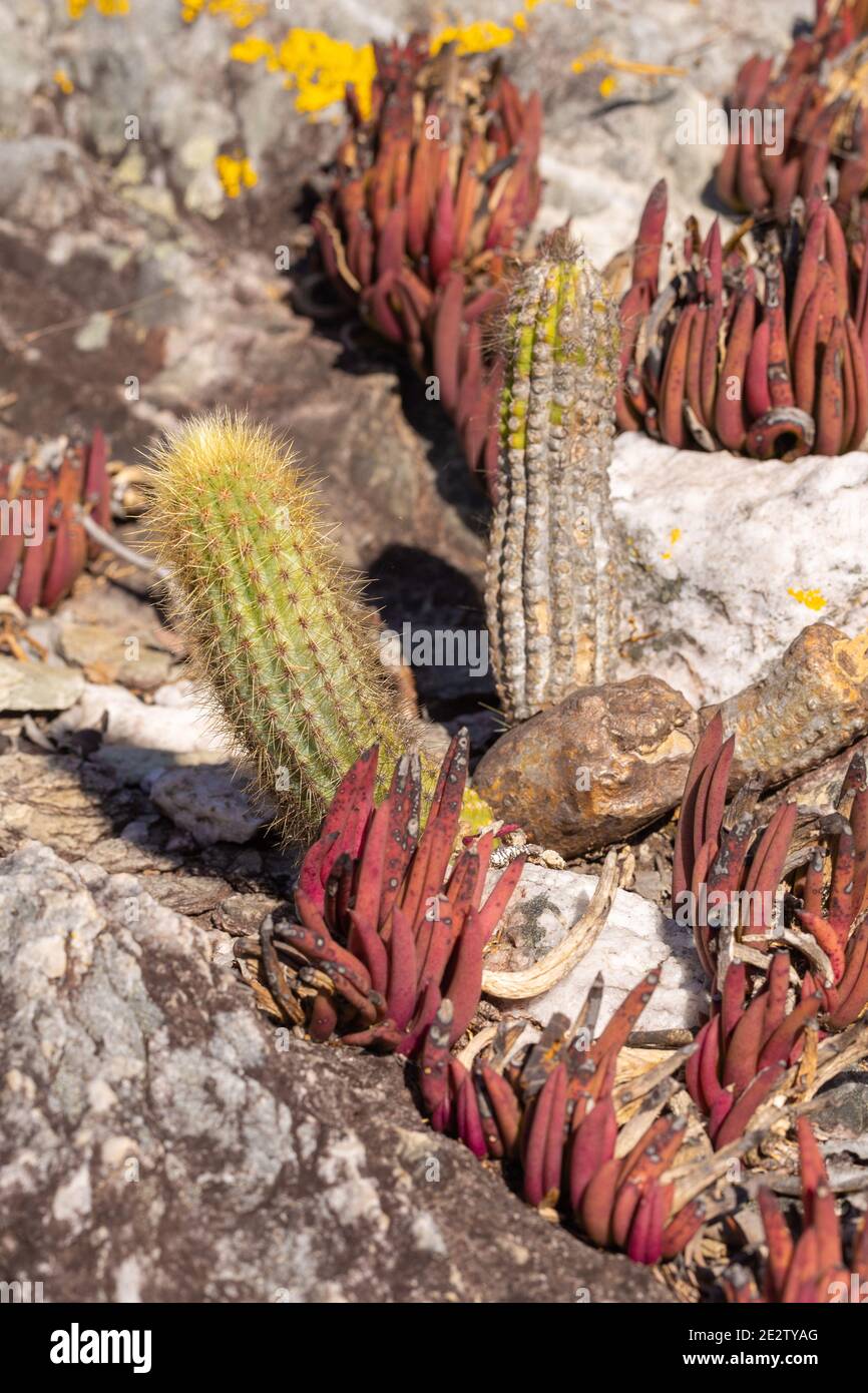 red plants of an Acianthera species growing together with a cactus in natural habitat in the Serra do Cipo National Park in Minas Gerais, Brazil Stock Photo