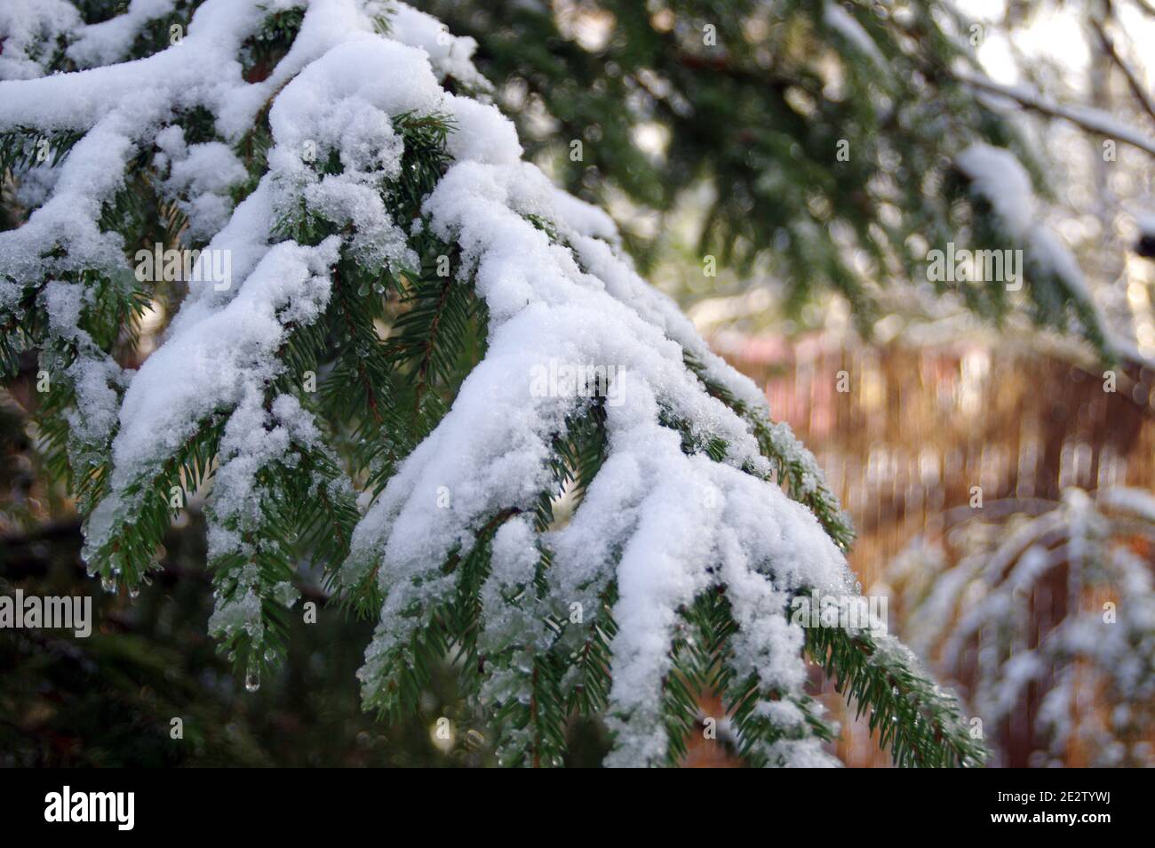 Snow on the tree branches in the sunshine. A winter layer cover of white down cover plant. Beautiful seasonal view of nature. Stock Photo