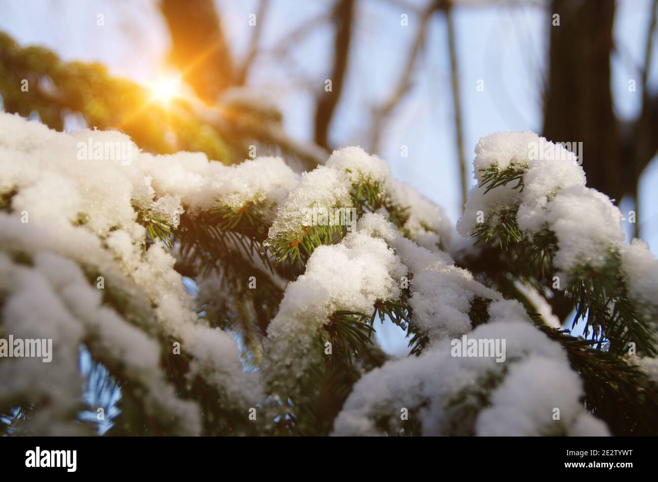 Snow on the tree branches in the sunshine. A winter layer cover of white down cover plant by the sun. Beautiful seasonal view of nature. Stock Photo