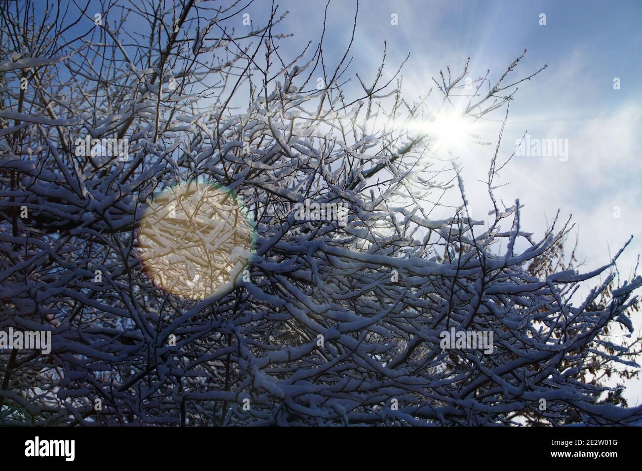 Snow on the tree branches in the sunshine. A winter layer cover of white down cover plant by the sun. Beautiful seasonal view of nature. Stock Photo