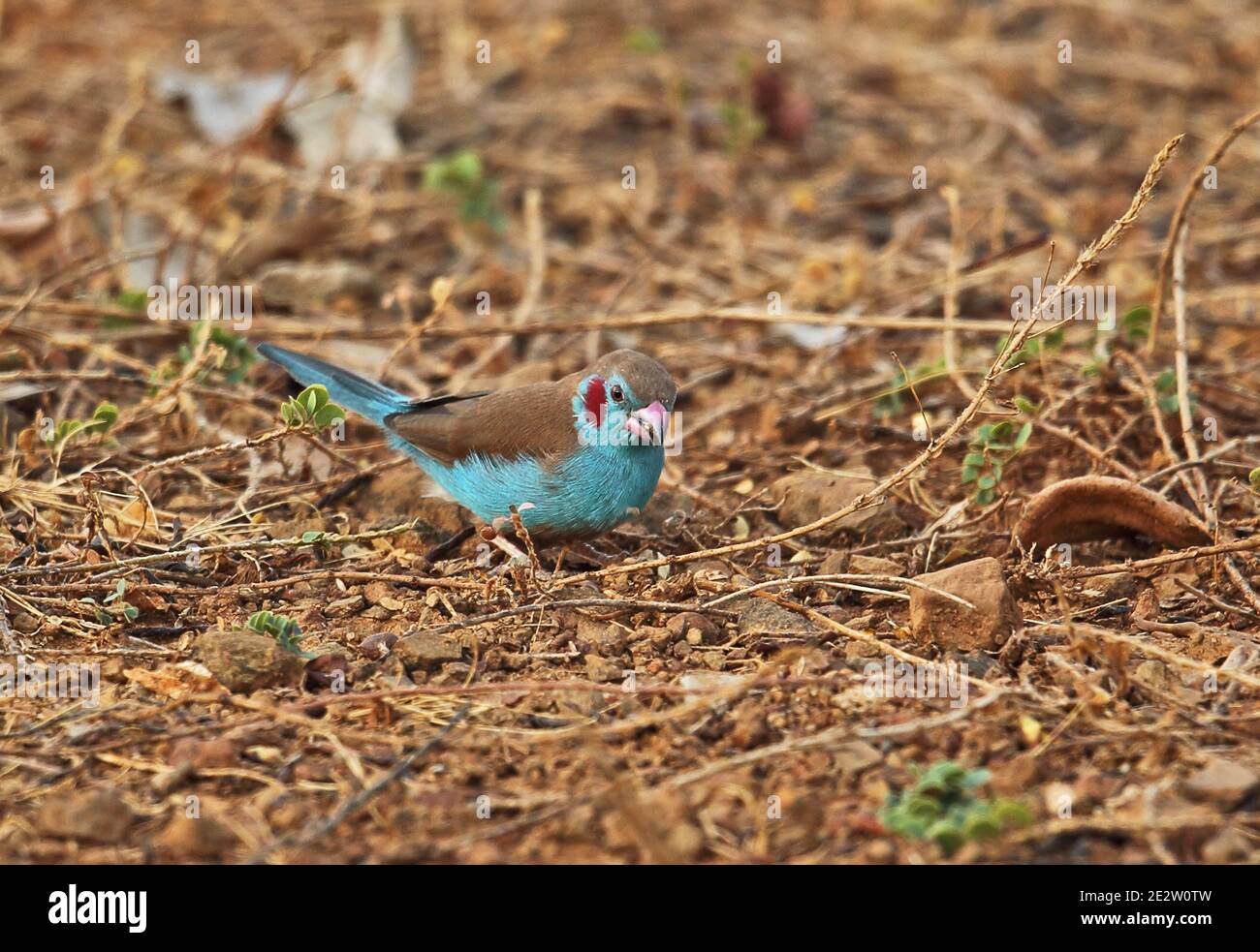 Red-cheeked Cordon-bleu (Uraeginthus bengalus bengalus) adult male feeding on ground  Mole NP, Ghana                     February Stock Photo