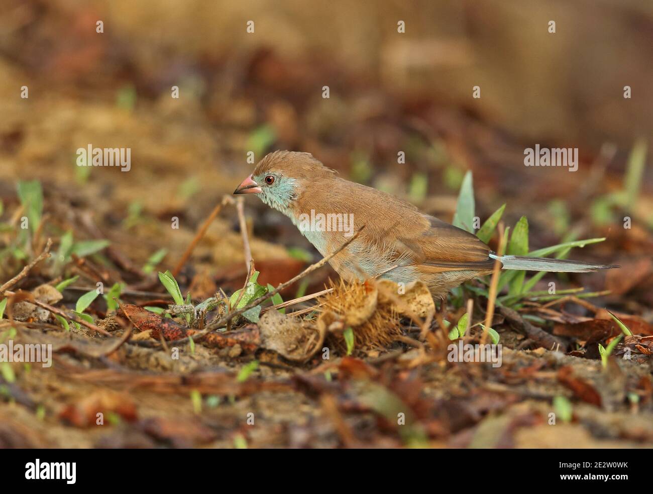 Red-cheeked Cordon-bleu (Uraeginthus bengalus bengalus) adult female standing on ground  Mole NP, Ghana                     February Stock Photo