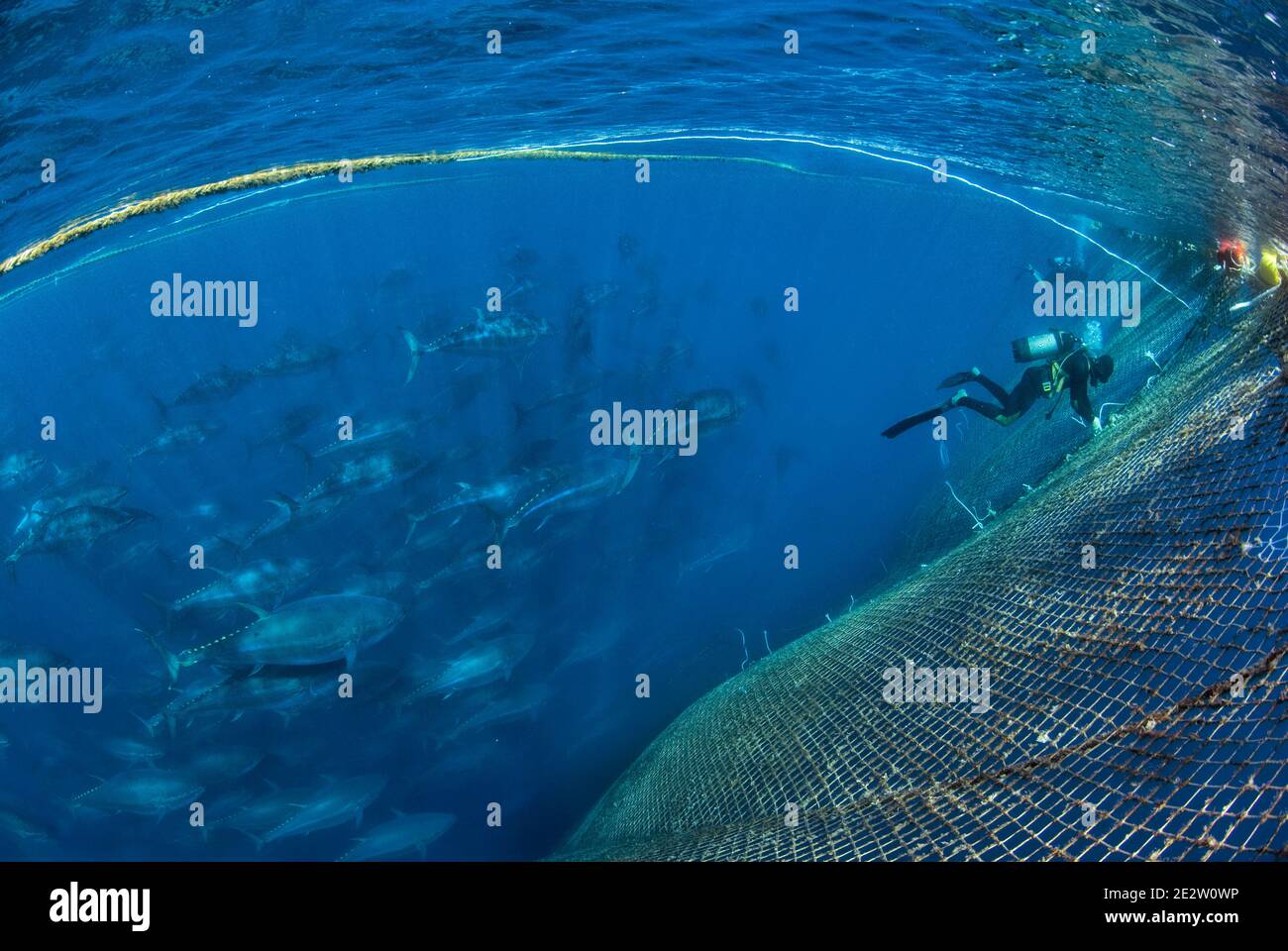 Fish net underwater hi-res stock photography and images - Alamy