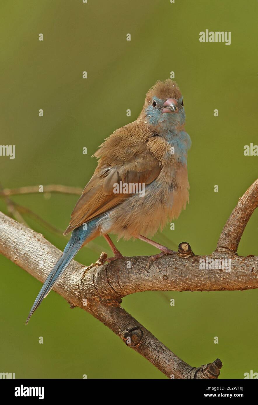 Red-cheeked Cordon-bleu (Uraeginthus bengalus bengalus) immature perched on dead branch  Mole NP, Ghana                     February Stock Photo