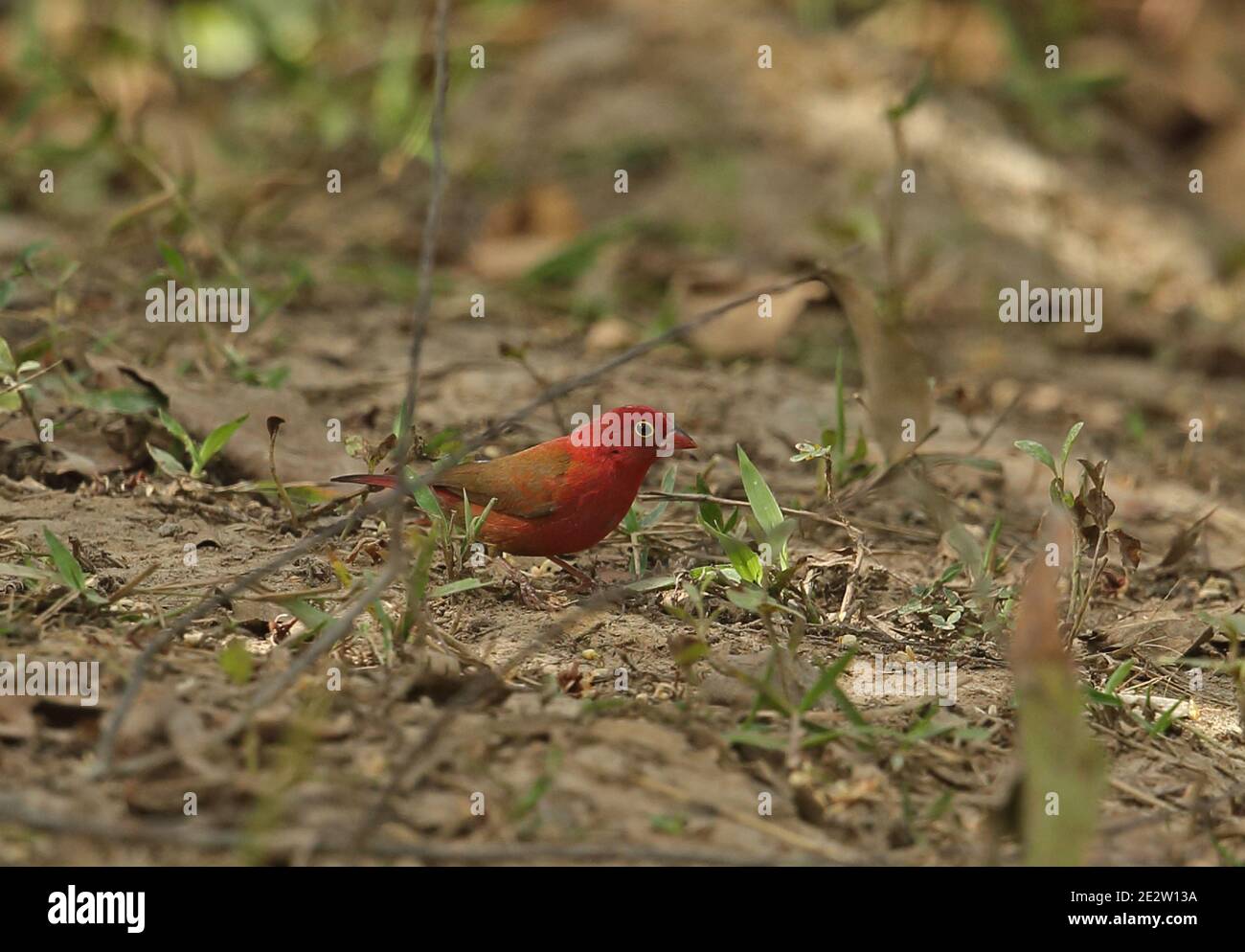 Red-billed Firefinch (Lagonosticta senegala senegala) adult male feeding on the ground  Mole NP, Ghana                     February Stock Photo