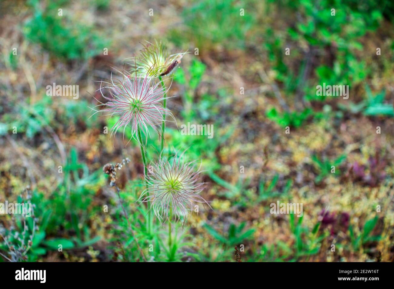 Alpine anemone fruits. Pulsatilla alpine plant, growing on the meadow. Spring nature. Stock Photo