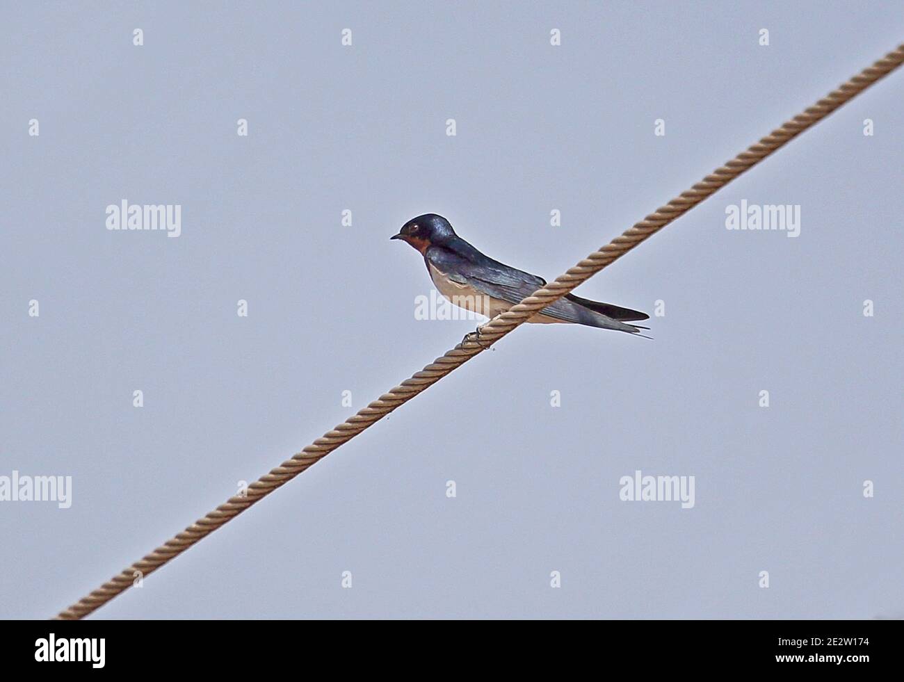 Red-chested Swallow (Hirundo lucida lucida) adult perched on power-line  Larabange, Ghana                     February Stock Photo
