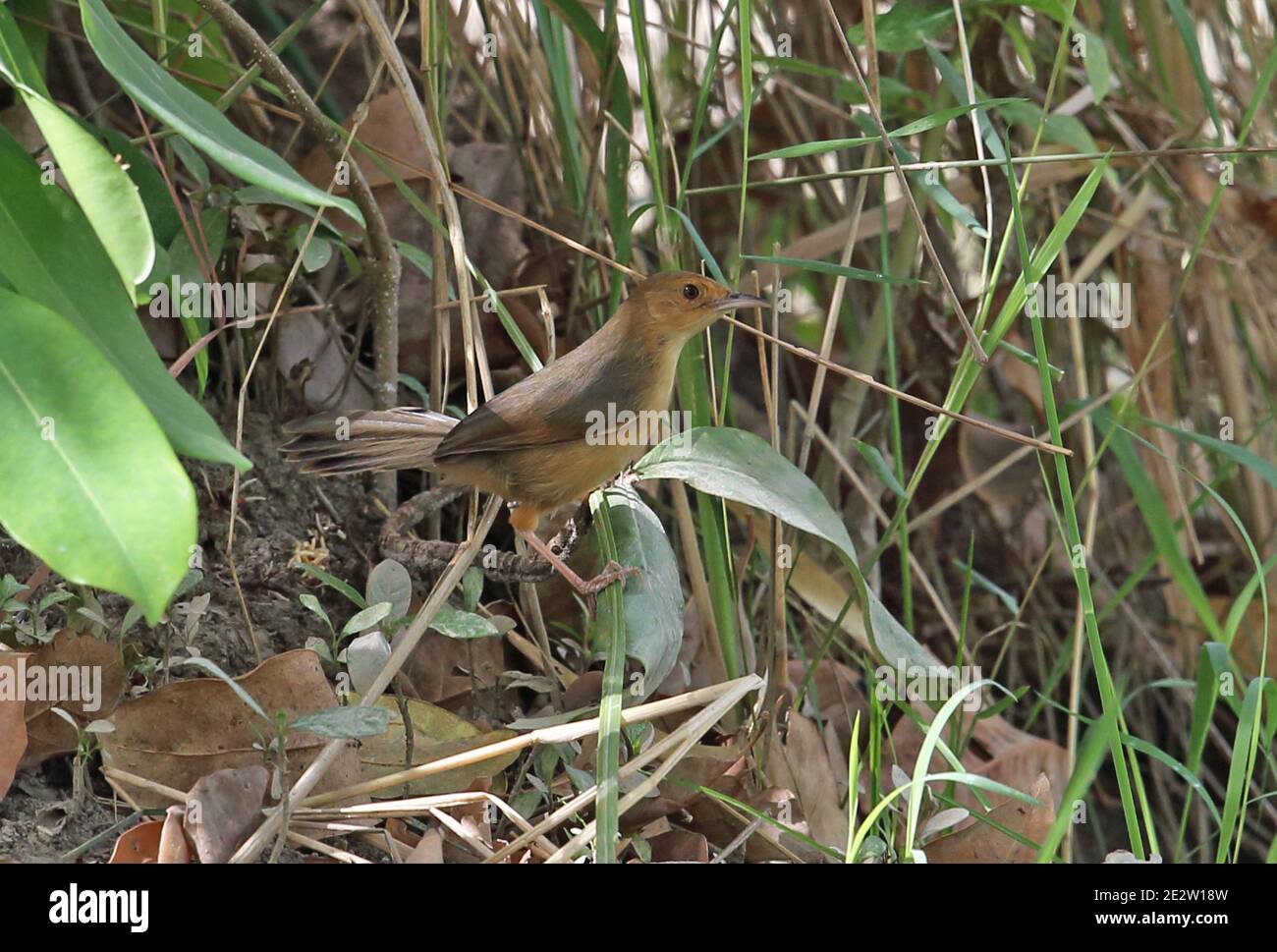 Red-faced Cisticola (Cisticola erythrops erythrops) adult perched low in bush  Mole NP, Ghana                     February Stock Photo