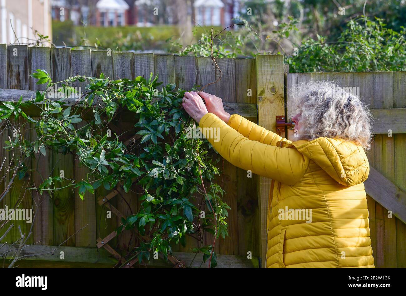 Middle aged mature woman clearing her town garden during winter months here tending to a climbing Passion flower Passiflora caerulea, Stock Photo