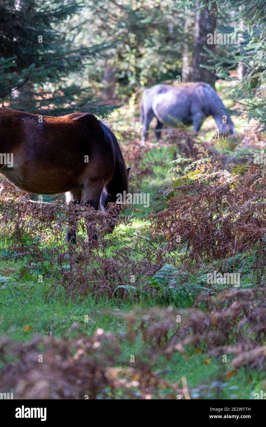 Dartmoor ponies in woodland above Burrator on Dartmoor Stock Photo