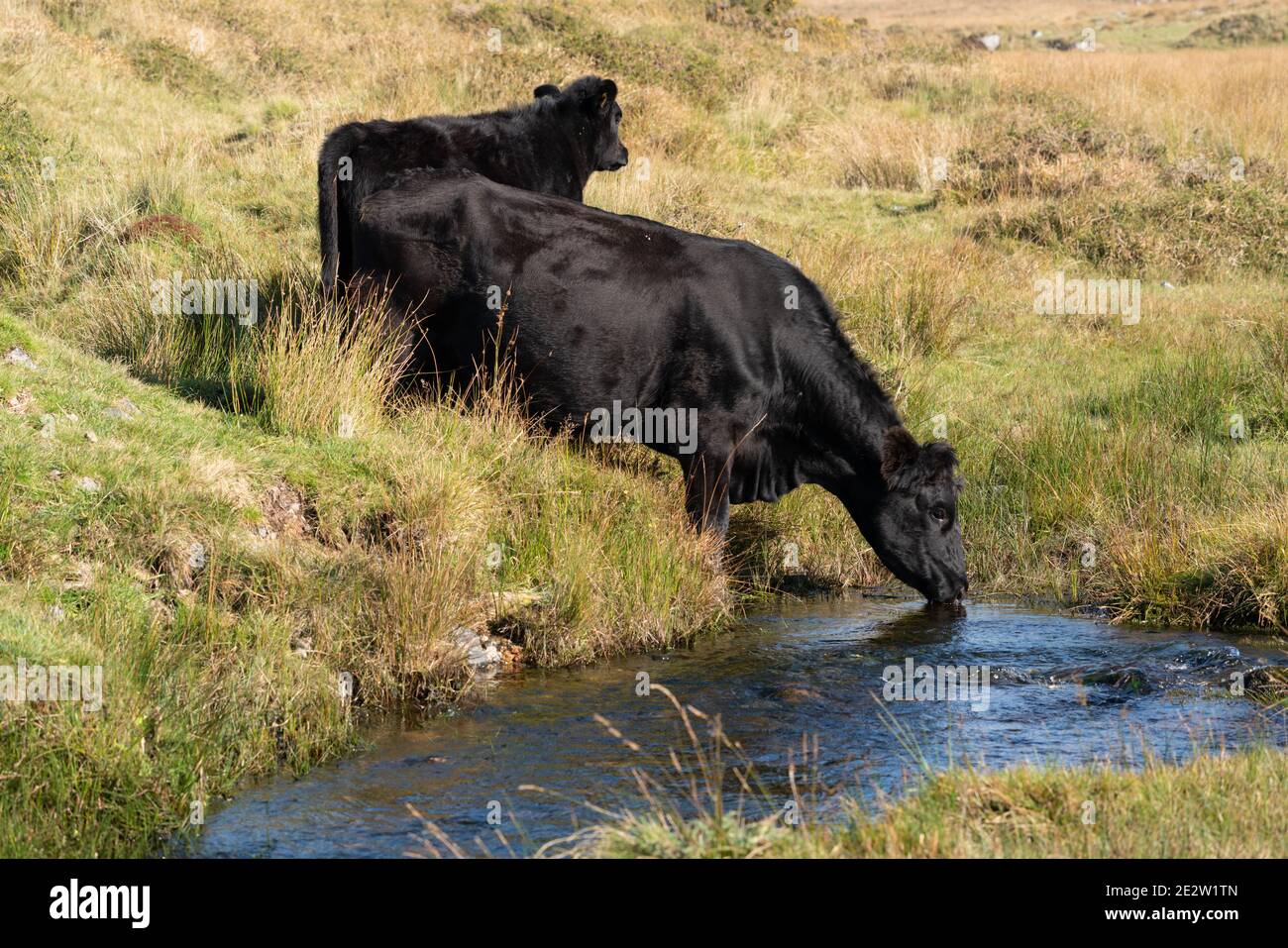 Some cows take a drink on Dartmoor Stock Photo