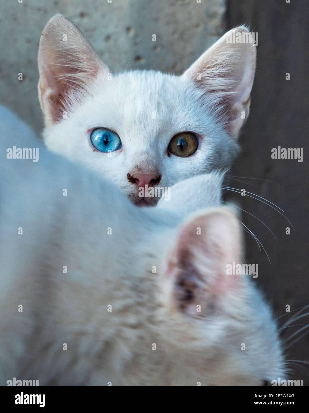 Selective Focus of white cat kitten with different eyes looking around carefully hiding behind his mother. Odd-eyed kitten. Cat with 2 different-color Stock Photo