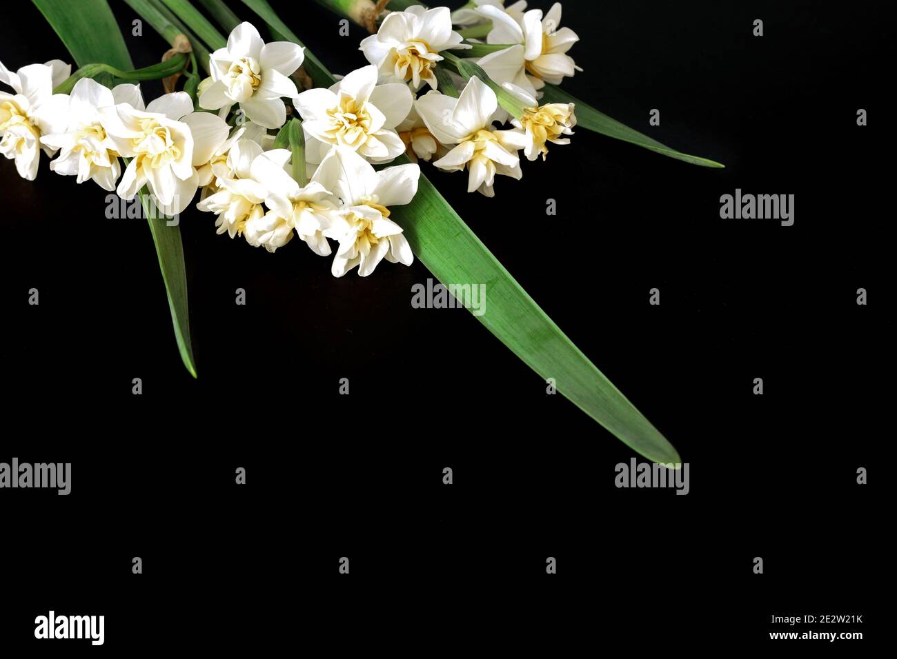 Narcissus flowers on black background, 8 March Happy Women's Day Concept. Stock Photo