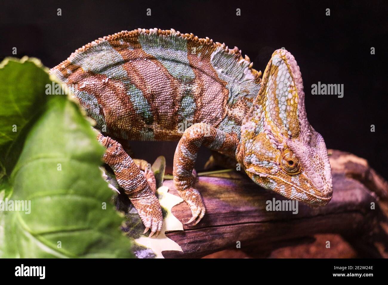 Selective Focus of Closeup Green chameleon on a tree branch, black background. Stock Photo