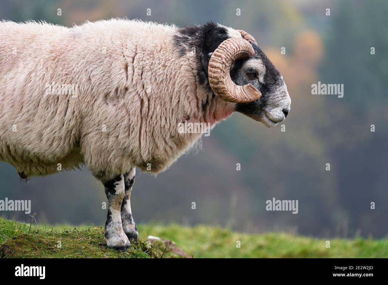 Blackface tup, Ochil Hills, near Alva, Clackmannanshire, Scotland. Stock Photo