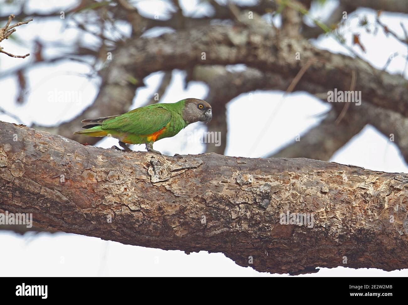 Senegal Parrot (Poicephalus senegalus versteri) adult walking on branch  Mole NP, Ghana                     February Stock Photo