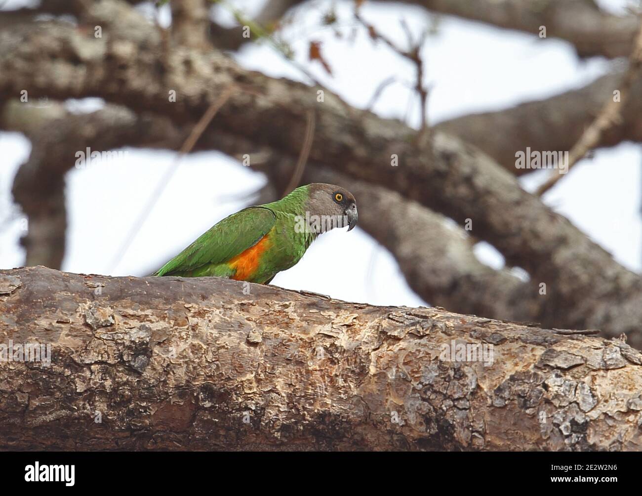 Senegal Parrot (Poicephalus senegalus versteri) adult standing on branch  Mole NP, Ghana                     February Stock Photo