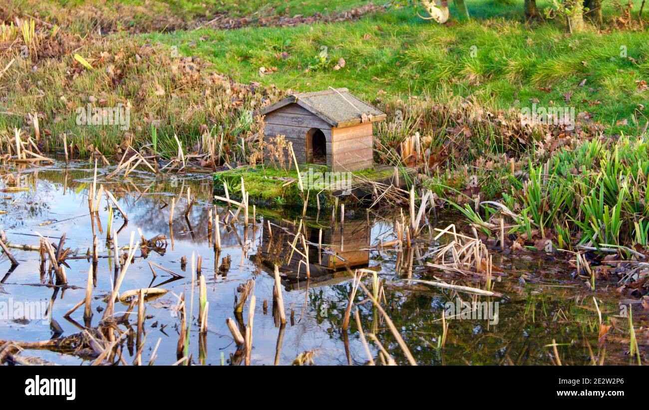 Duck house in pond in autumn surrounded by grass and autumn foliage Stock Photo