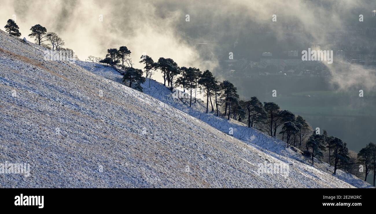 Scots Pine trees in snow on Wood Hill, the Ochils, Clackmannanshire, Scotland Stock Photo