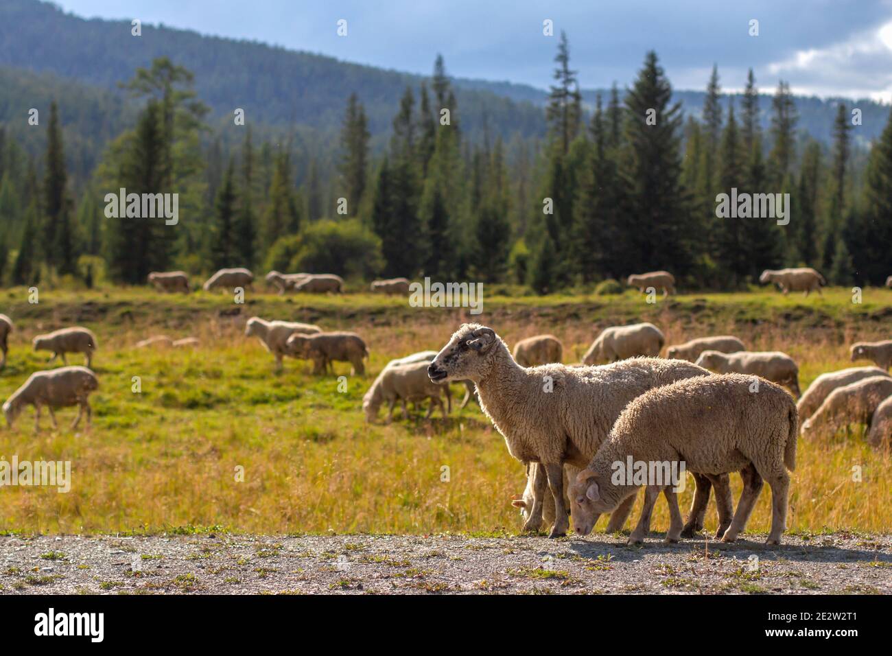 A flock of sheep on the pasture against the backdrop of mountains and ...