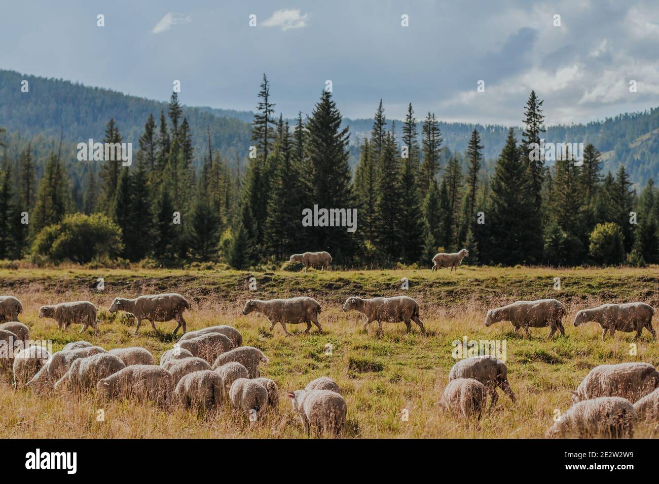 A flock of sheep on the pasture against the backdrop of mountains and ...