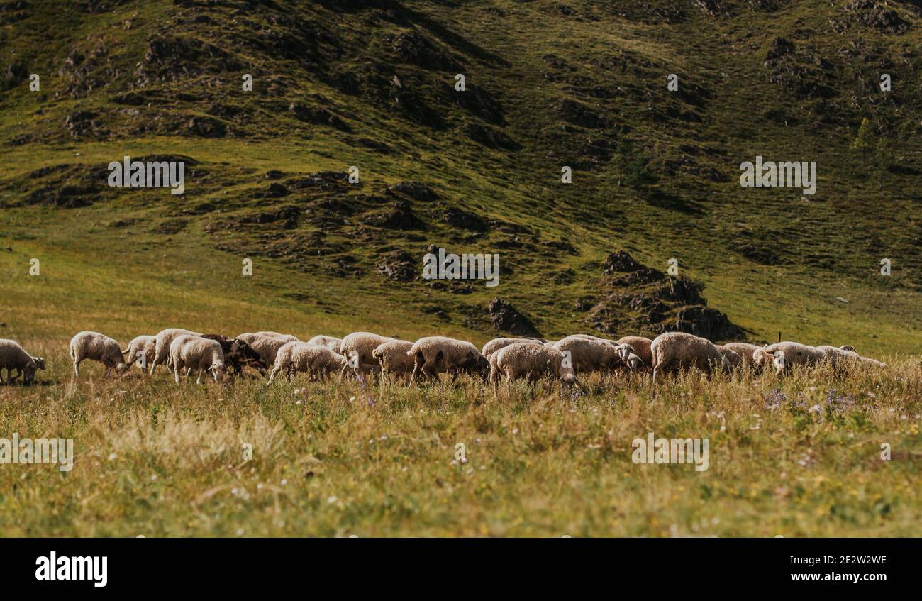 A flock of sheep on a pasture in the mountains Stock Photo - Alamy