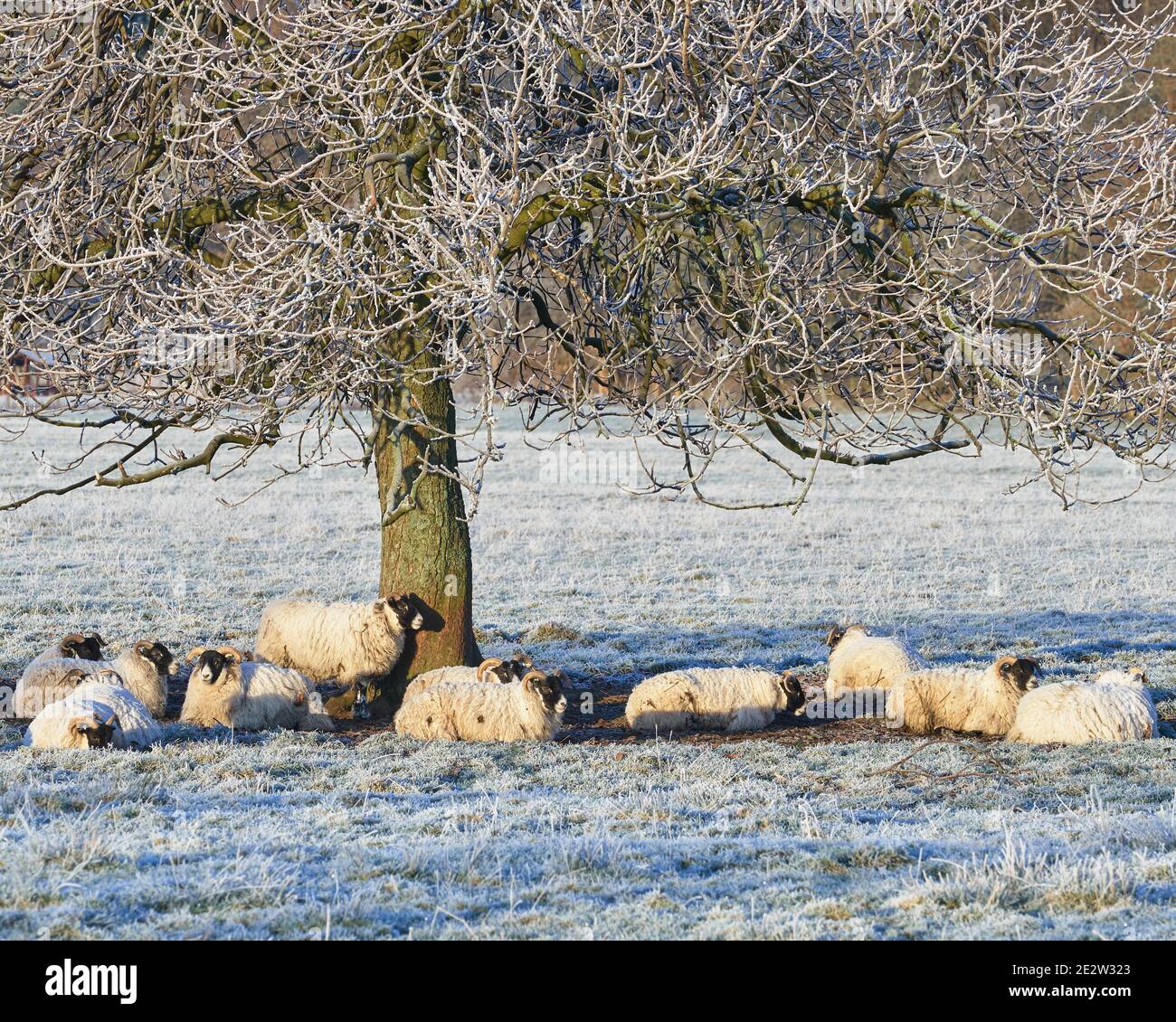 Sheep beneath tree in frost, Blairlogie, Stirling, Scotland Stock Photo