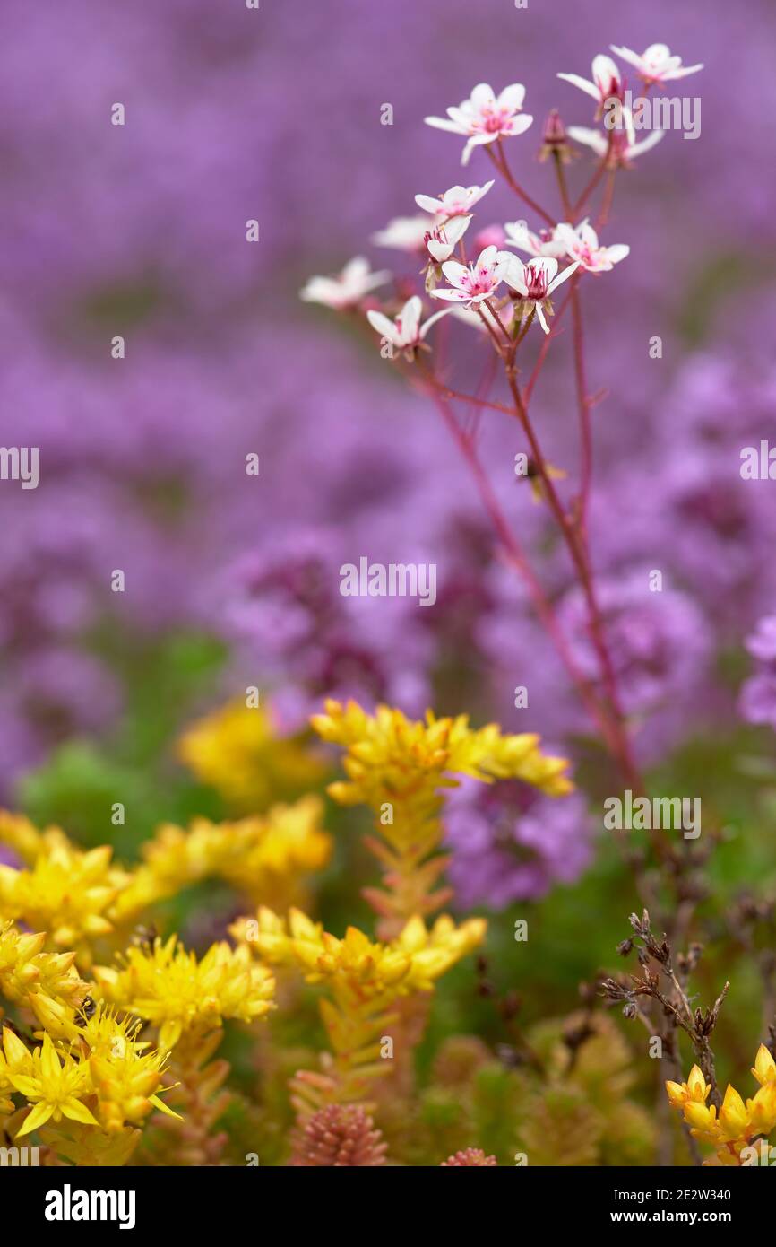 Sedum album, White Stonecrop flower Stock Photo