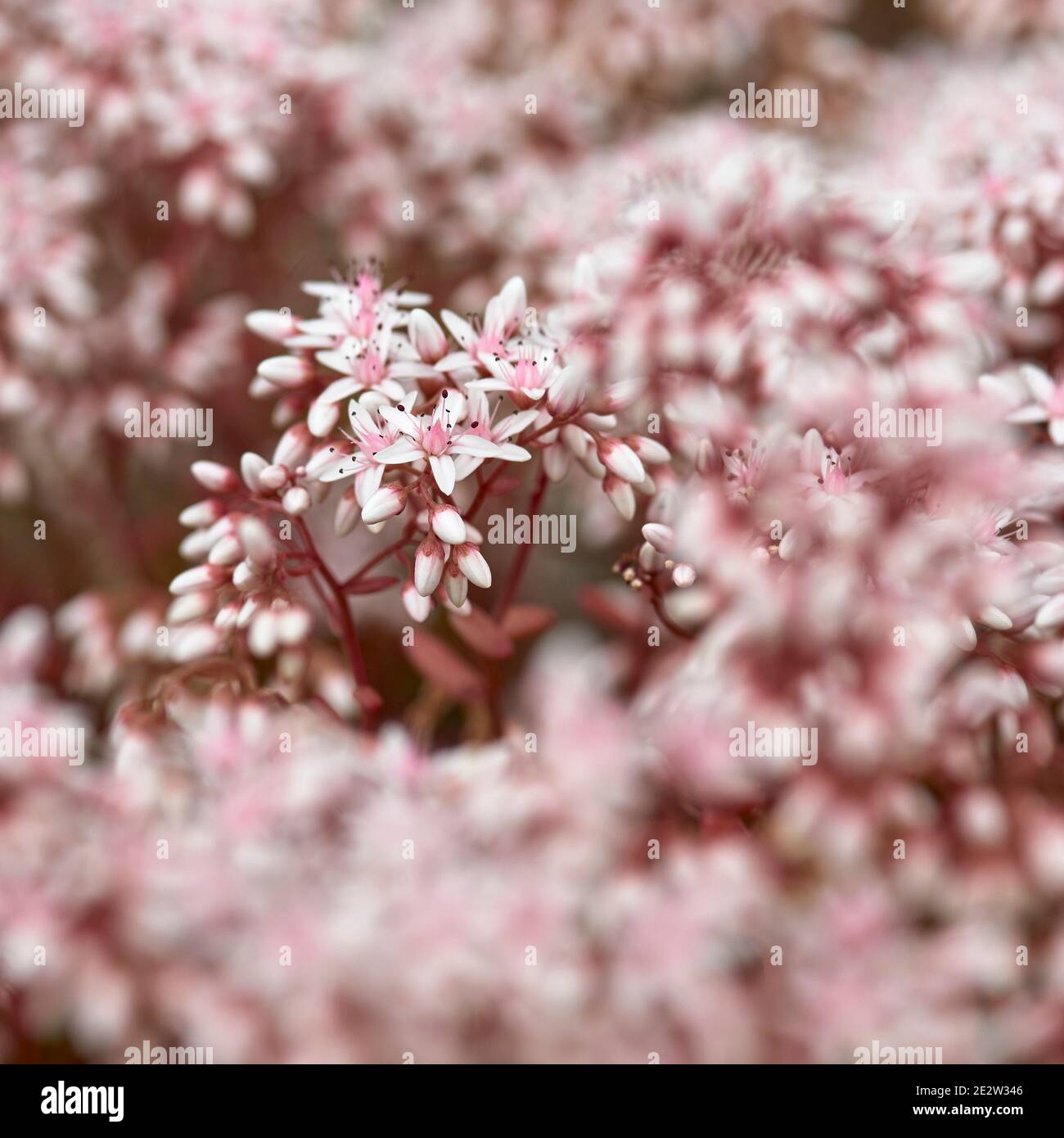 Sedum album, White Stonecrop flower Stock Photo
