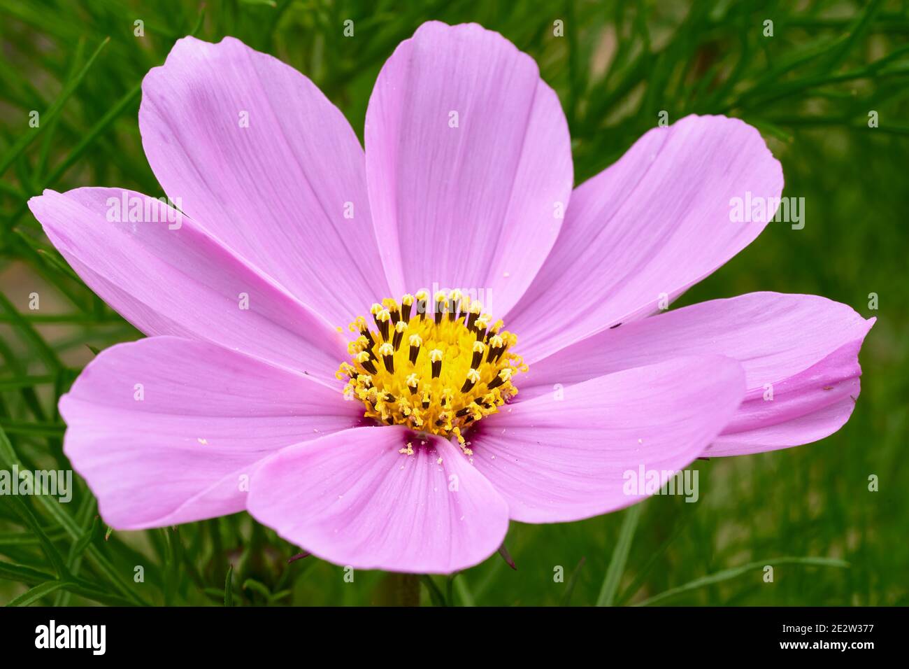 Cosmos flower close up Stock Photo