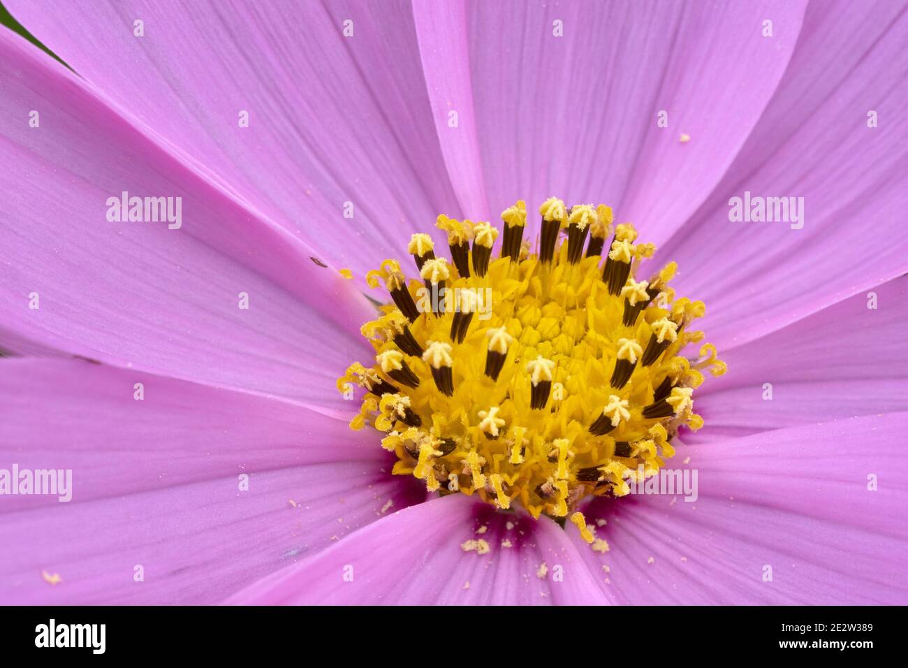 Cosmos flower close up Stock Photo