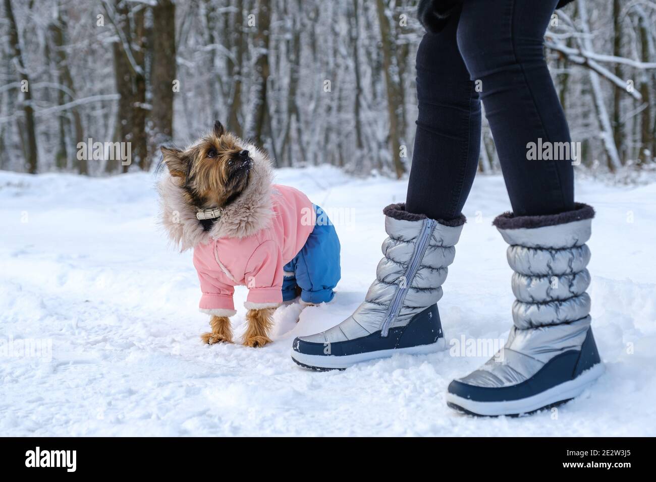 cute dog terrier breed on walk in the winter park near owner legs Stock Photo