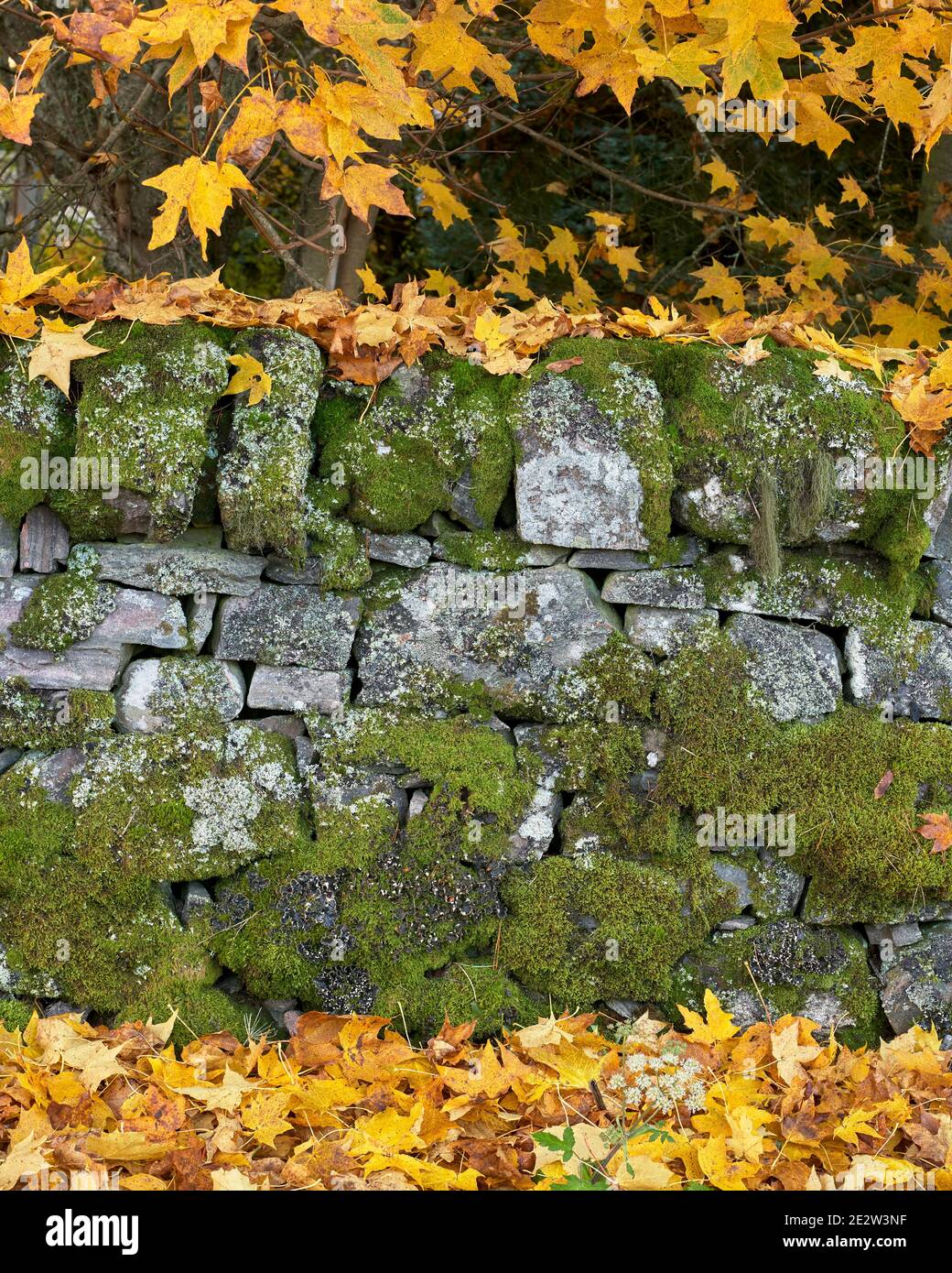 Mossy drystone wall with autumn sycamore leaves, Glenernie, Moray, Scotland Stock Photo