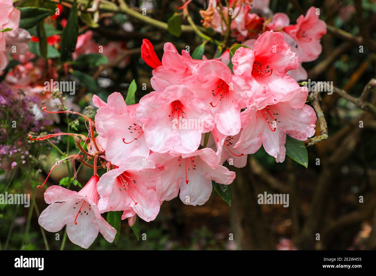 The pink flowers of Rhododendron 'Sunrise', A Bodnant hybrid of Rhododendron griersonianum crossed with Rhododendron griffithianum, Bodnant Gardens Stock Photo