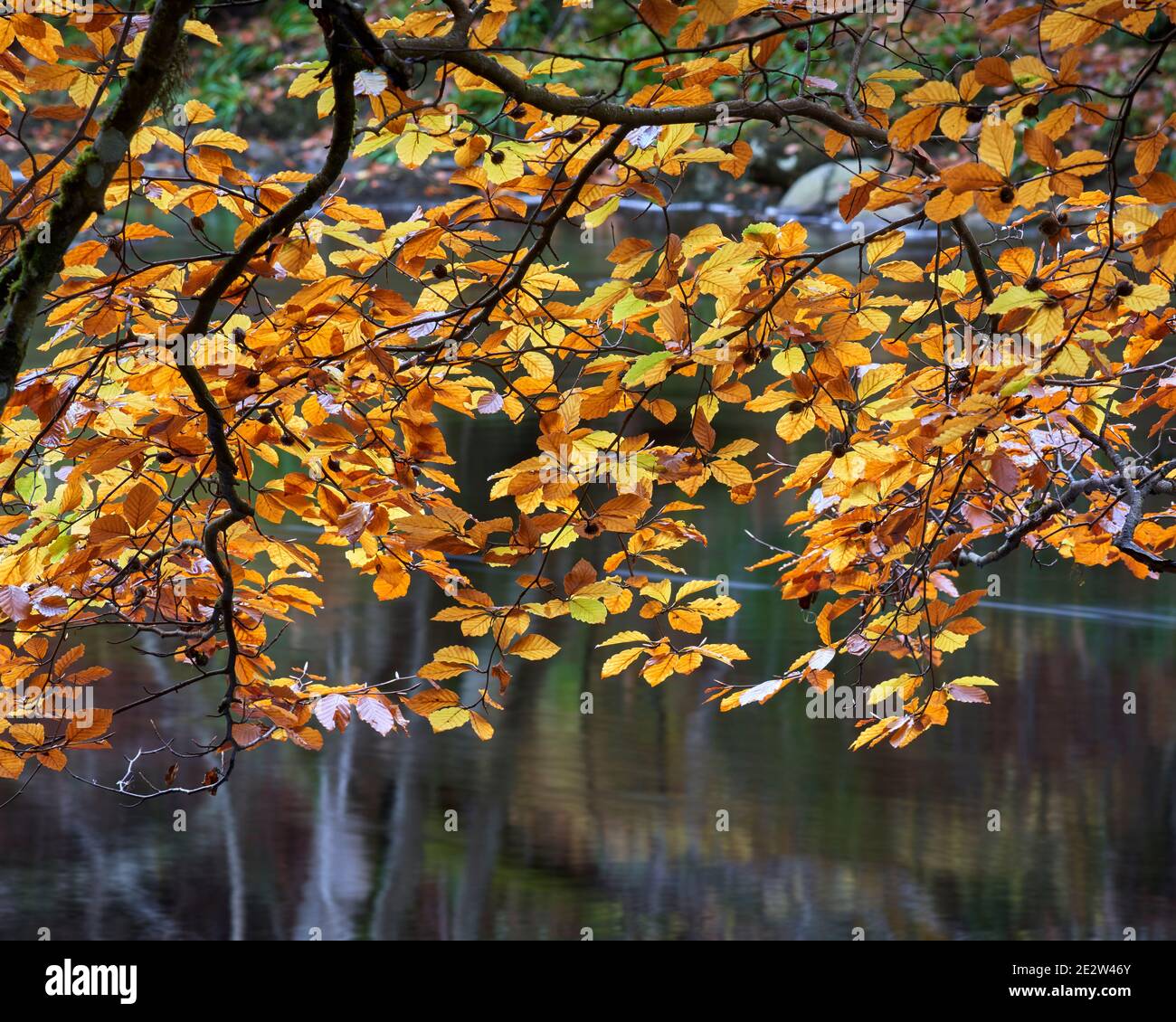 Beech trees leaves and the River Findhorn, near Randolphs Leap, Logie, Moray, Scotland Stock Photo