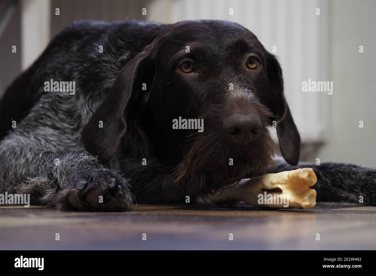 A treat for a purebred hunting dog. Pet food from the pet store Stock