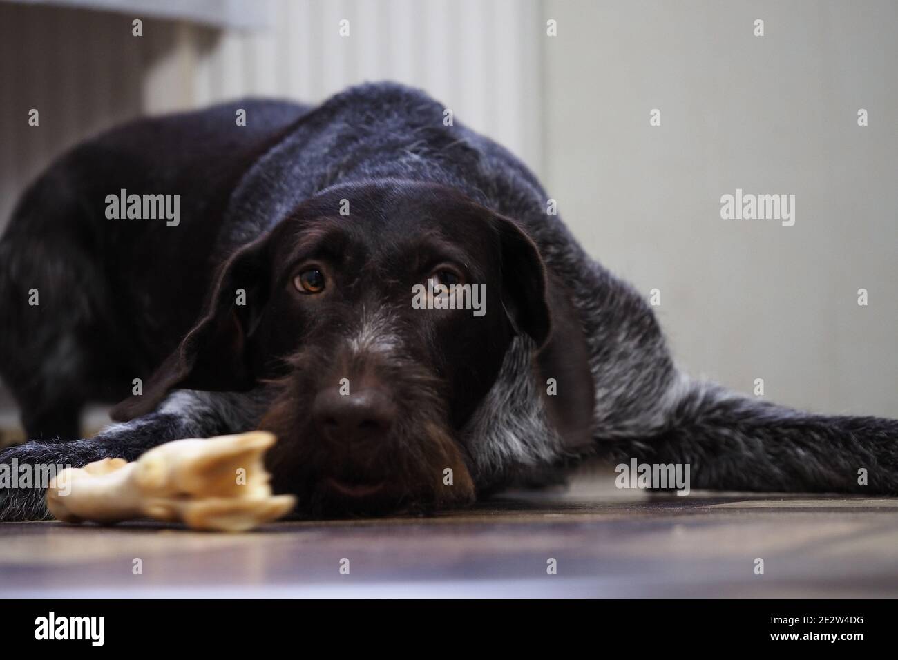 A treat for a purebred hunting dog. Pet food from the pet store Stock