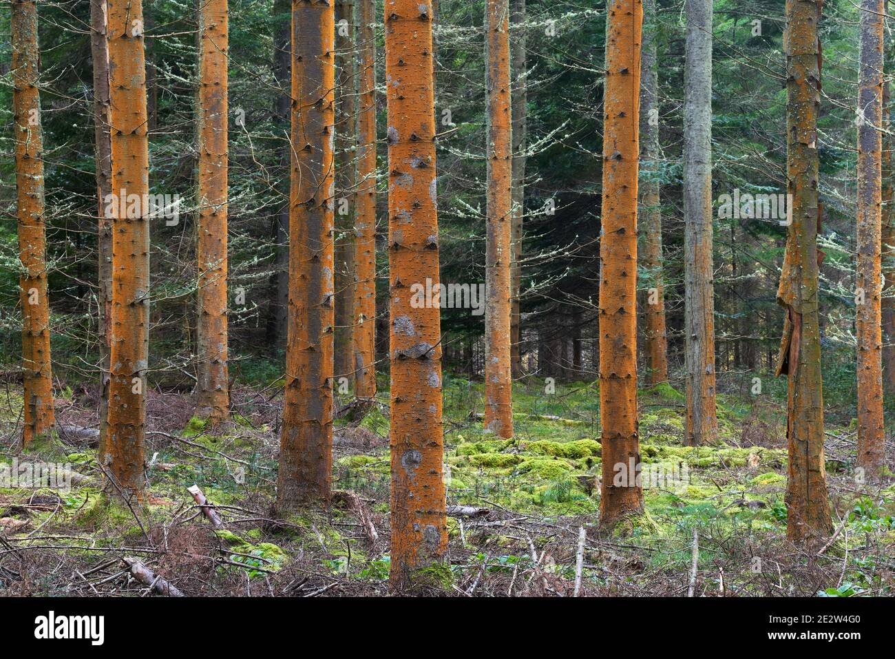 Red algae, Trentepohlia, on tree trunks in commercial plantation, Darnaway, Moray, Scotland. Stock Photo