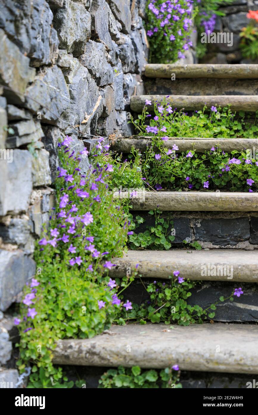 Trailing Bellflower (Campanula portenschlagiana) growing on some old stone steps at Bodnant Gardens, Spring, (May), Tal-y-Cafn, Conwy, Wales, UK Stock Photo