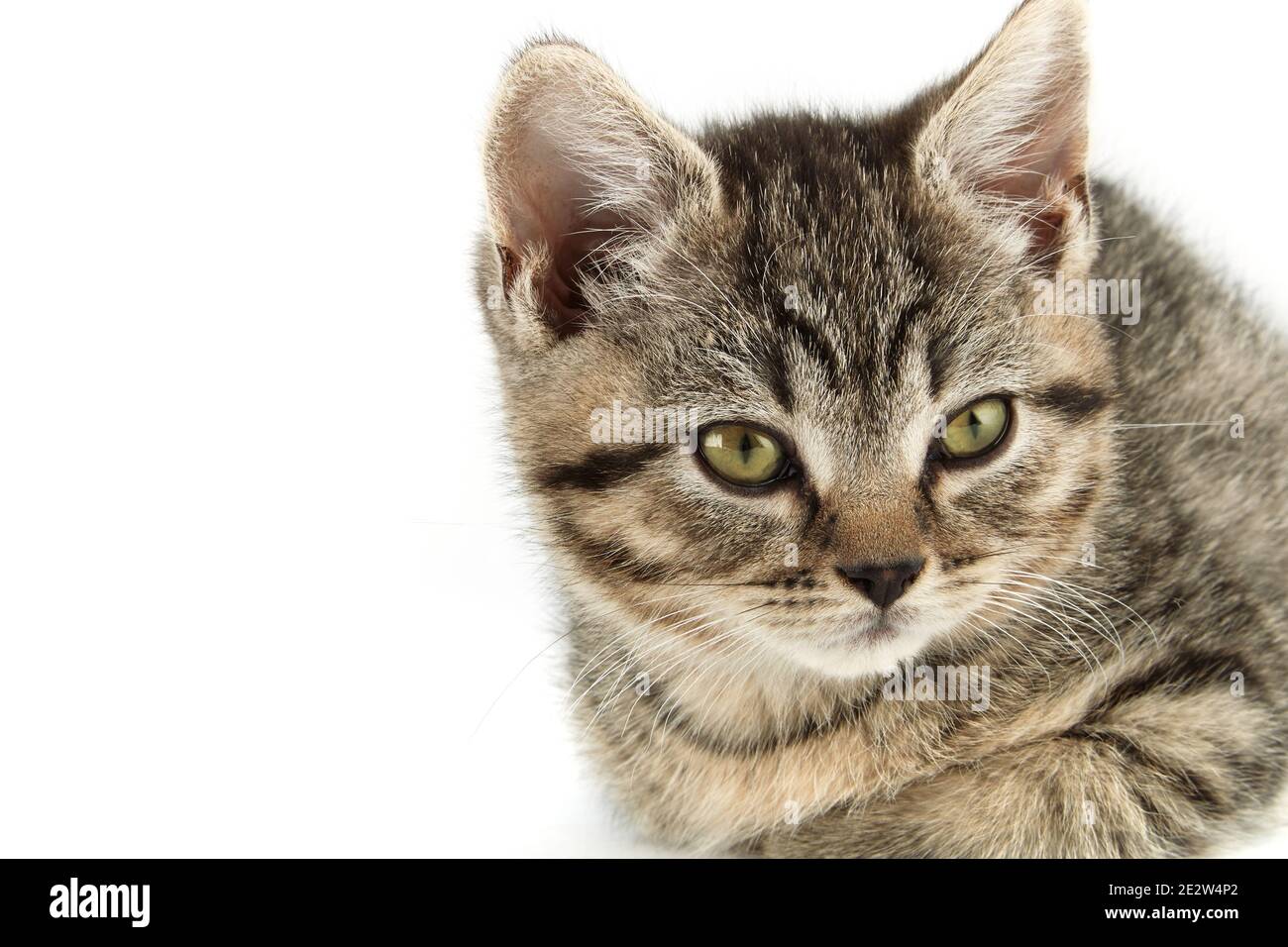 Little tabby (European Shorthair) kitten isolated on white background ...