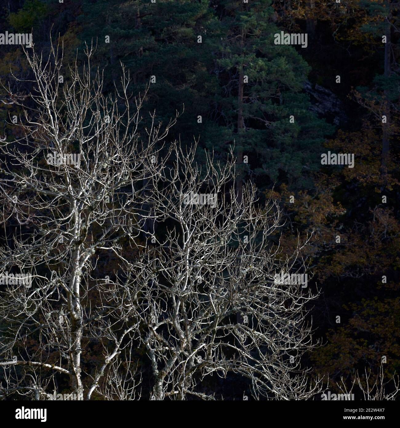 Bare trees highlighted against dark background, Darnaway, Moray, Scotland. Stock Photo