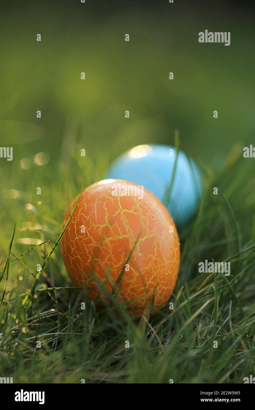 Easter egg hunt.Easter holiday. Searching for Easter eggs in the grass. Blue and orange Easter painted egg in green spring grass.Spring festive Stock Photo