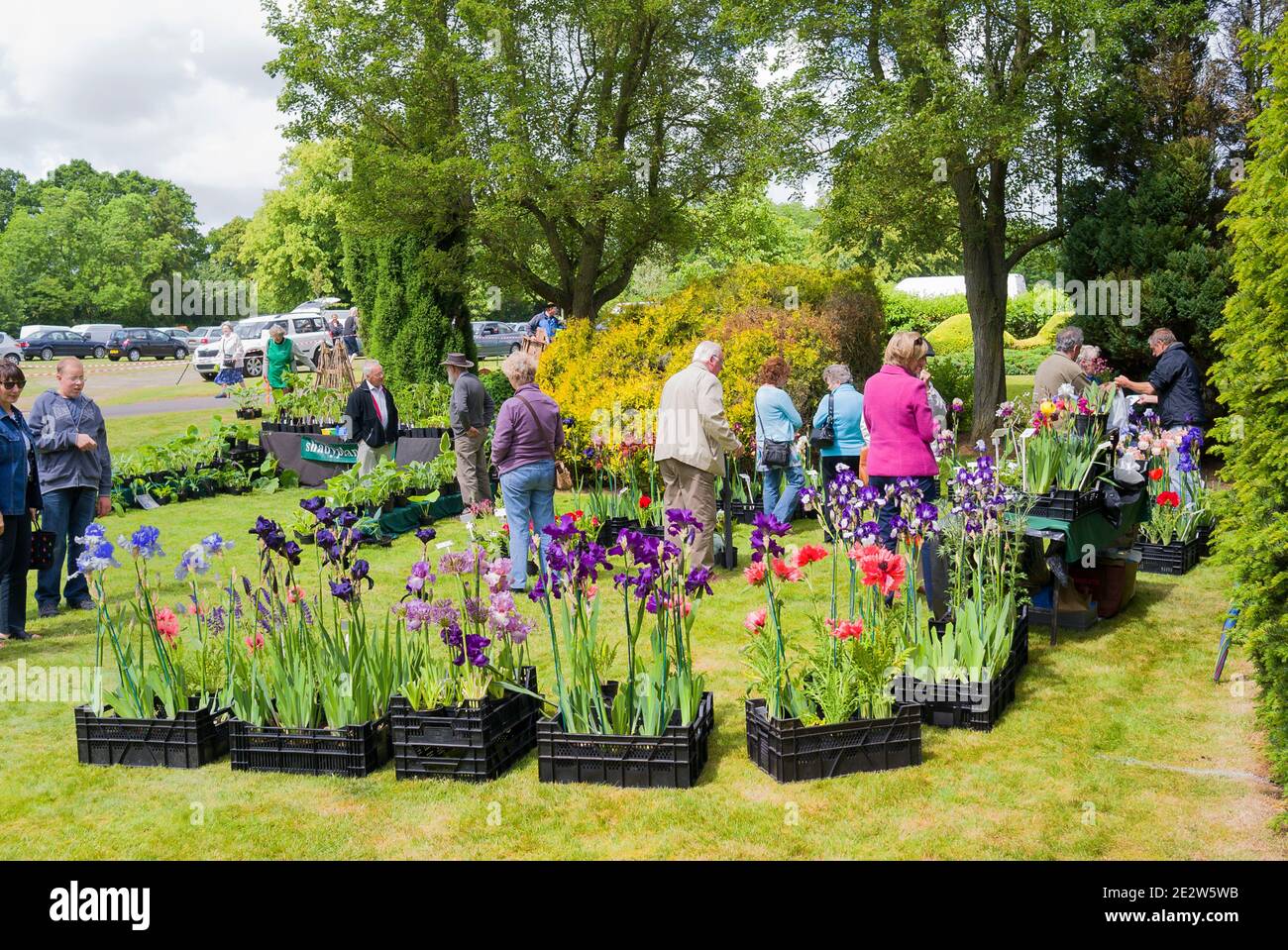 Crates filled with flowering iris plants and perennials for sale at a charity event at Rowdeford school in Rowde near Devizes Wiltshire England UK Stock Photo