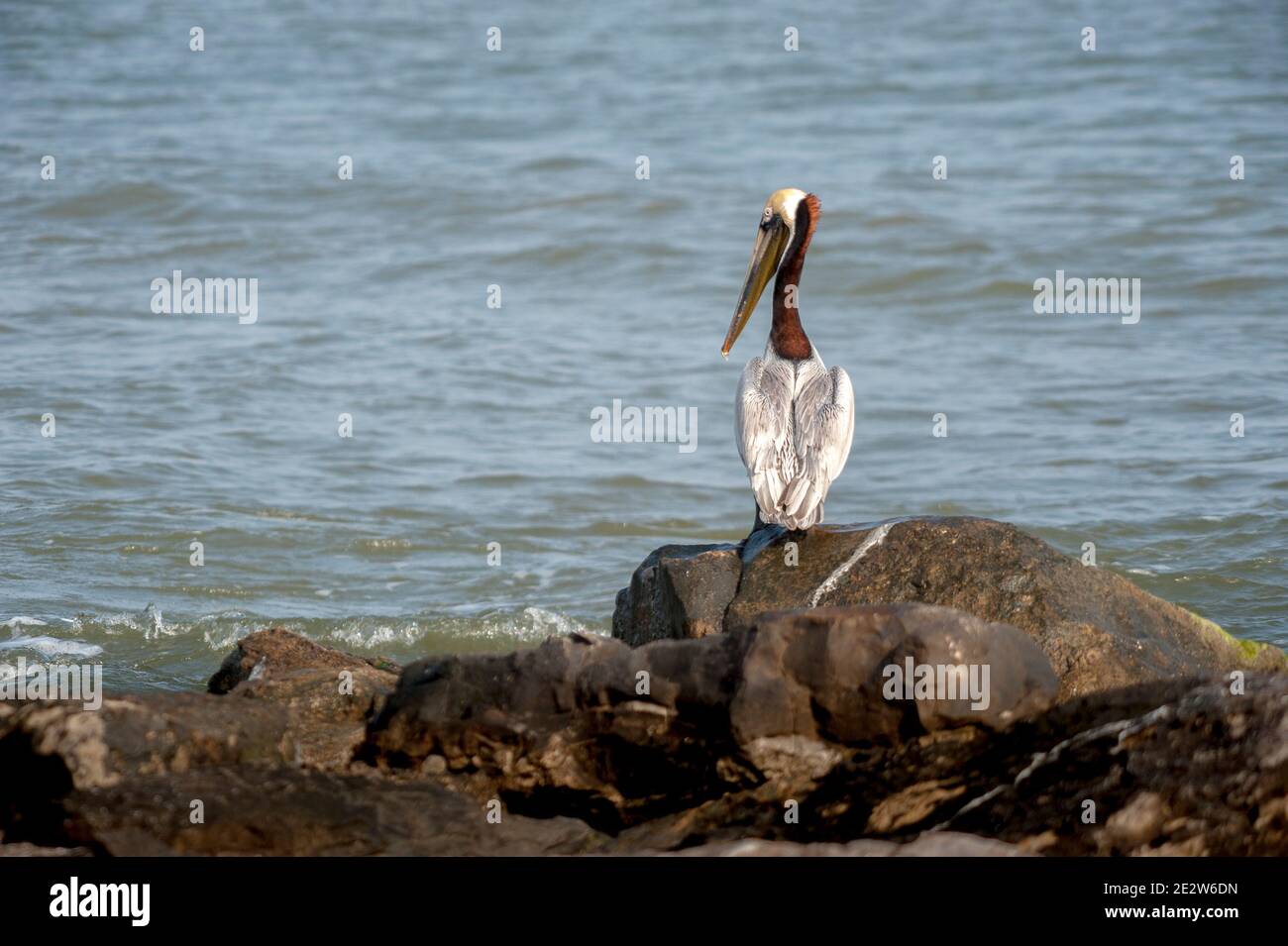 Brown Pelican on Each Beach of Galveston Texas Stock Photo - Alamy