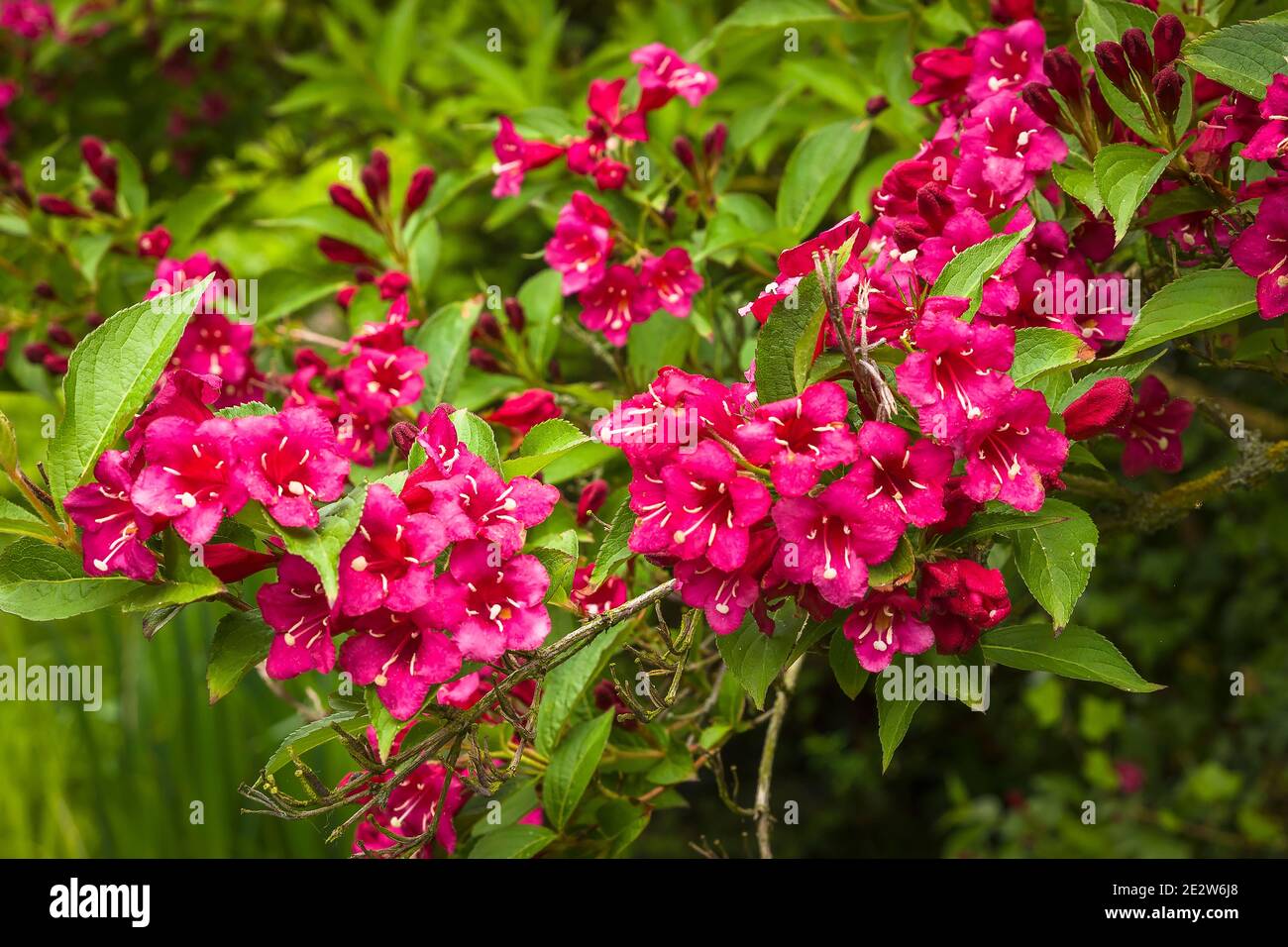 Bright red flowers of Weigela florida 'Bristol Ruby' in full flower in and English garden in May Stock Photo