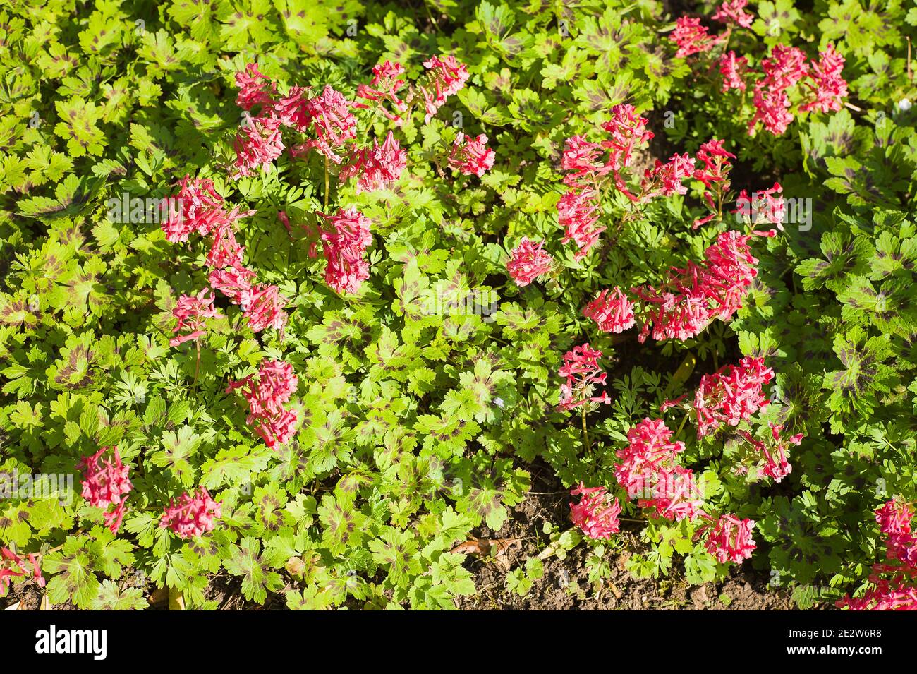 Pink flowered low-growing Corydalis solida proves effective ground cover in an English garden in early Spring Stock Photo